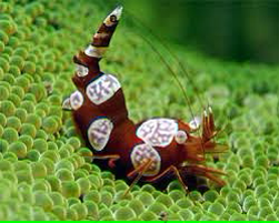 Sexy Shrimp