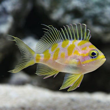 Borbonius Anthias
