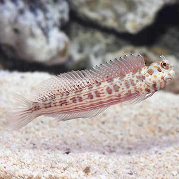 Orange Spotted Blenny