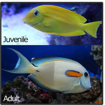 Orange Shoulder Tang, Juvenile
