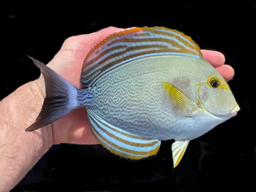 Yellowfin Tang