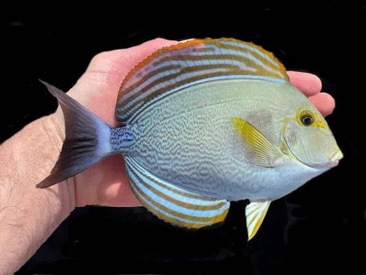 Yellowfin Tang