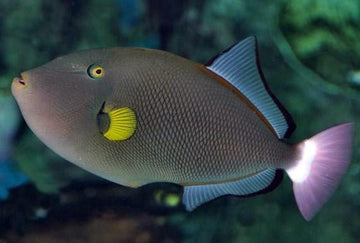 Pinktail Triggerfish