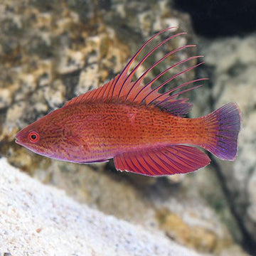 Blue Flasher Wrasse