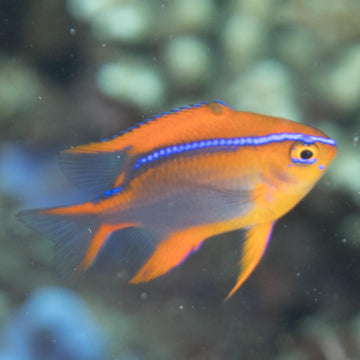 Red Chromis