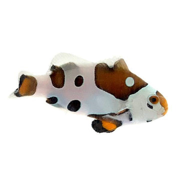 Picasso Clownfish