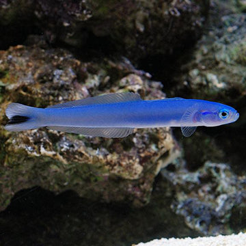 Blue Gudgeon Goby