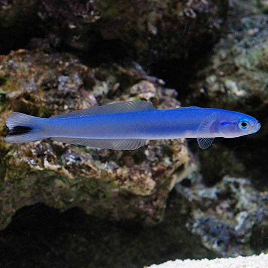 Blue Gudgeon Goby