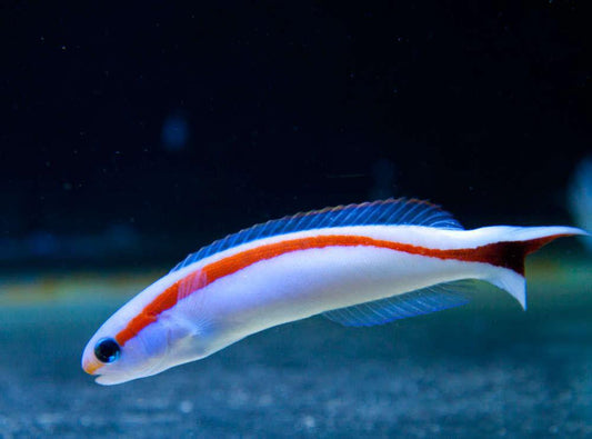 Skunk Tilefish