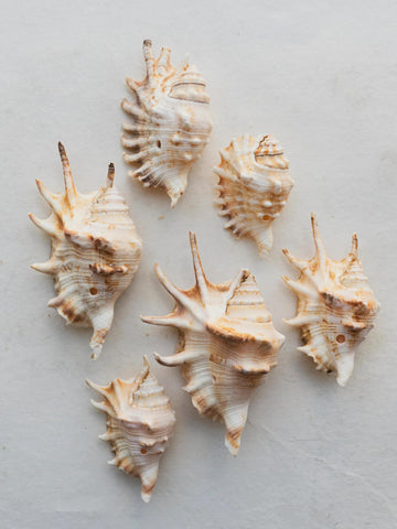 Spider Conch