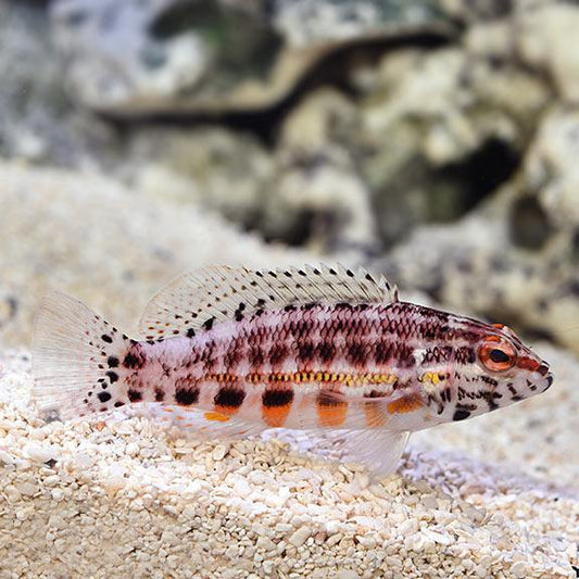 Lantern Basslet