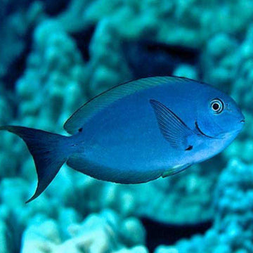 Thompson's Tang
