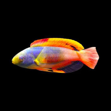 Scott's Fairy Wrasse, Aussie