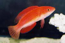 Ruby Finned Fairy Wrasse