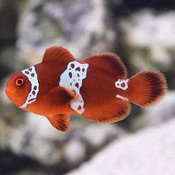 Lightning Maroon Clownfish Pair