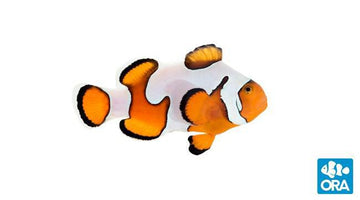 ORA Gladiator Ocellaris