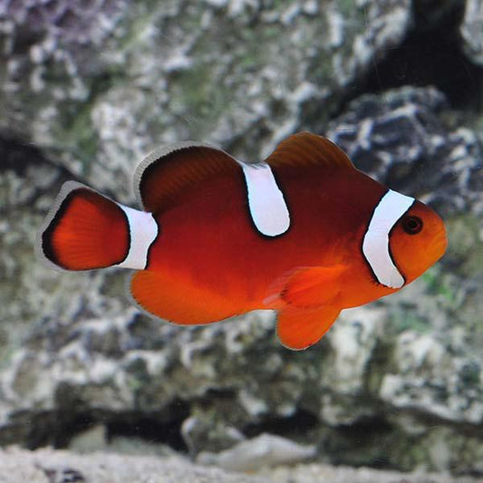 Blood Orange Clownfish