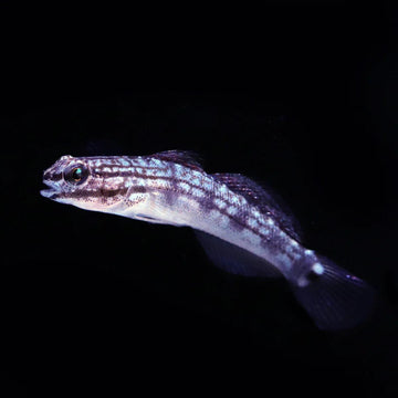 Biota Buan's Nano Sand Goby