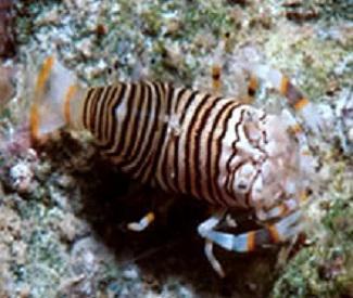 Bumble Bee Shrimp