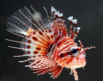 Mombasa Lionfish