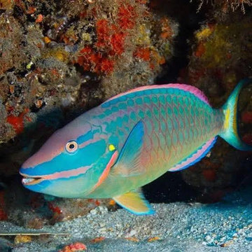 Princess Parrotfish