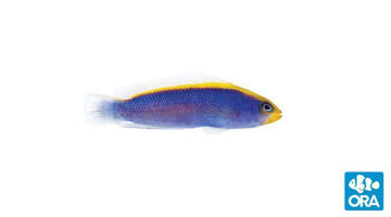 ORA Sunrise Dottyback