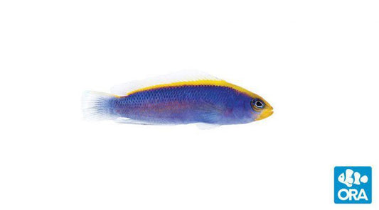 ORA Sunrise Dottyback