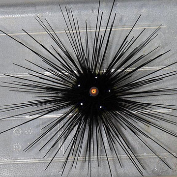 Longspine Urchin
