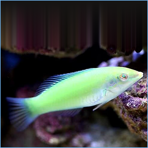 Green Coris Wrasse