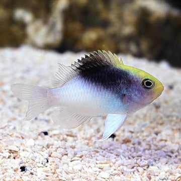 Rolland's Damsel