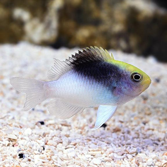 Rolland's Damsel