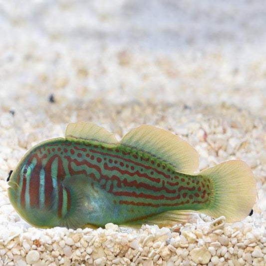 Green War Paint Clown Goby