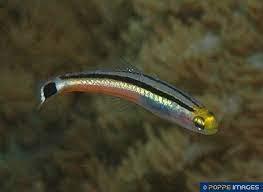 Mini Dartfish