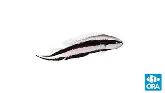 ORA Striped Dottyback