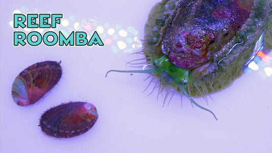 Abalone