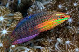 Red-Lined Wrasse