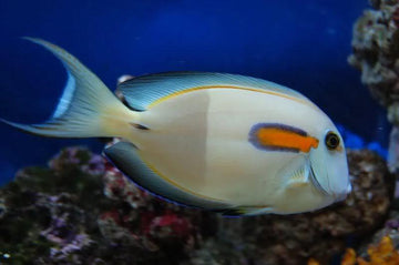 Orange Shoulder Tang XL