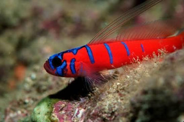Catalina Goby