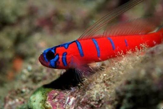 Catalina Goby