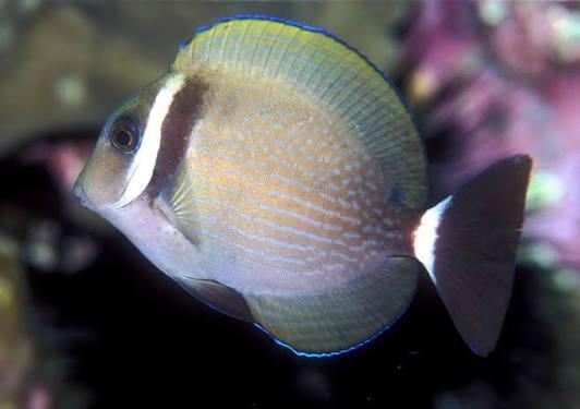 White Bar Tang