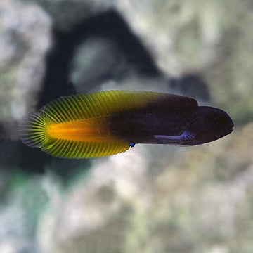 Flametail Blenny
