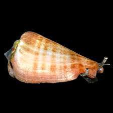 Strawberry Sand Conch