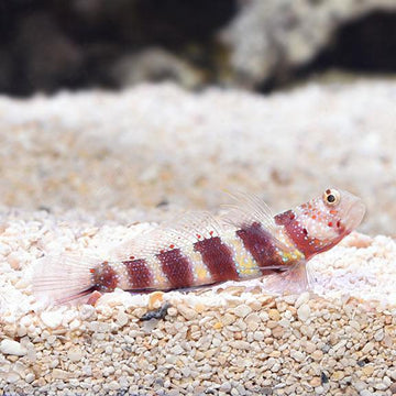 Wheeler's Shrimp Goby
