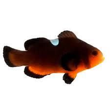 Mocha Misbar Clownfish