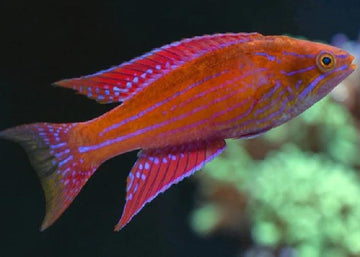 Royal Flasher Wrasse