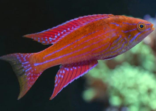 Royal Flasher Wrasse