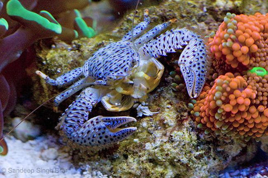 Porcelain Crab