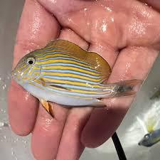 Clown Tang, Tiny