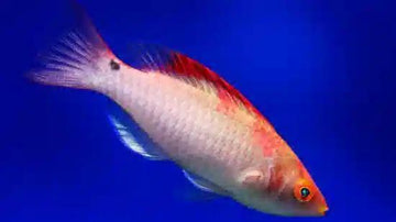 Koi Fairy Wrasse