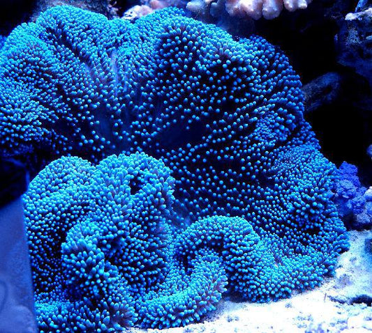 Blue Haddoni Carpet Anemone